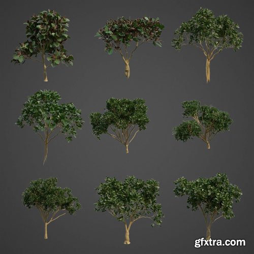 CgTrader - 2021 PBR Rubber Fig Collection - Ficus Elastica 3D model