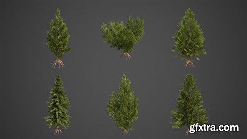 CgTrader - 2021 PBR Hinoki False Cypress Collection - Chamaecyparis Obtusa 3D model