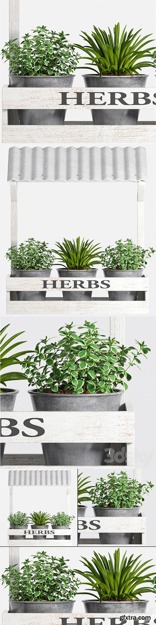 Herbs Plant -23