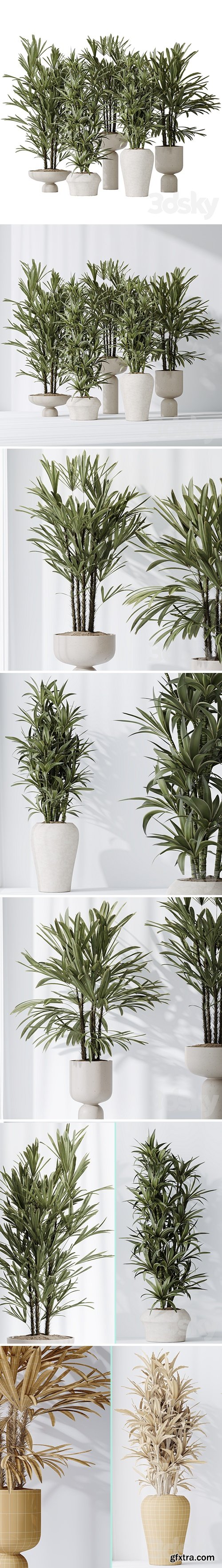 Dracaena Warneckii Lemon and Rhapis Excelsa vases