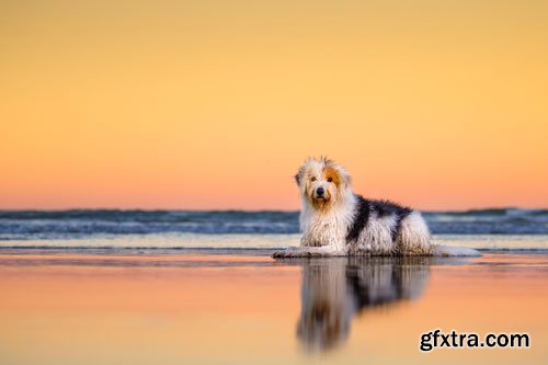 Unleashed Education - 5 Mistakes Pet Photographers are Making and How Not to Make Them