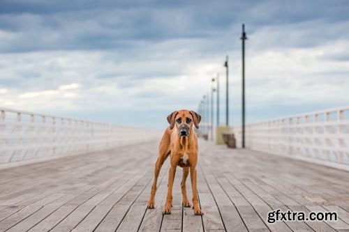 Unleashed Education - 7 Ways to Unleash Variety in Your Dog Photography Sessions