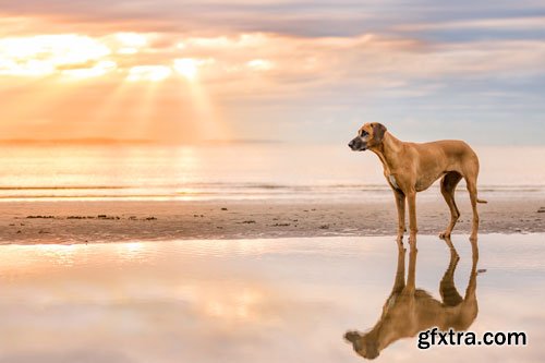 Unleashed Education - 7 Ways to Unleash Variety in Your Dog Photography Sessions