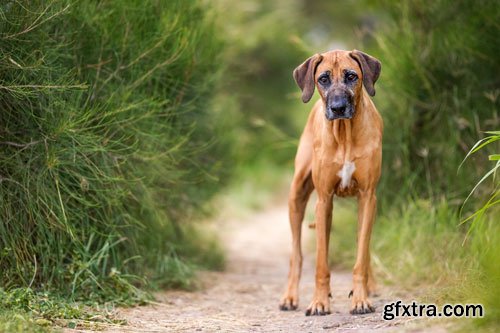 Unleashed Education - 7 Ways to Unleash Variety in Your Dog Photography Sessions