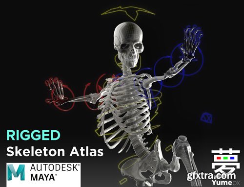 CgTrader - Skeleton Rigged - Skeleton Rig - Skeletal System Low-poly 3D model