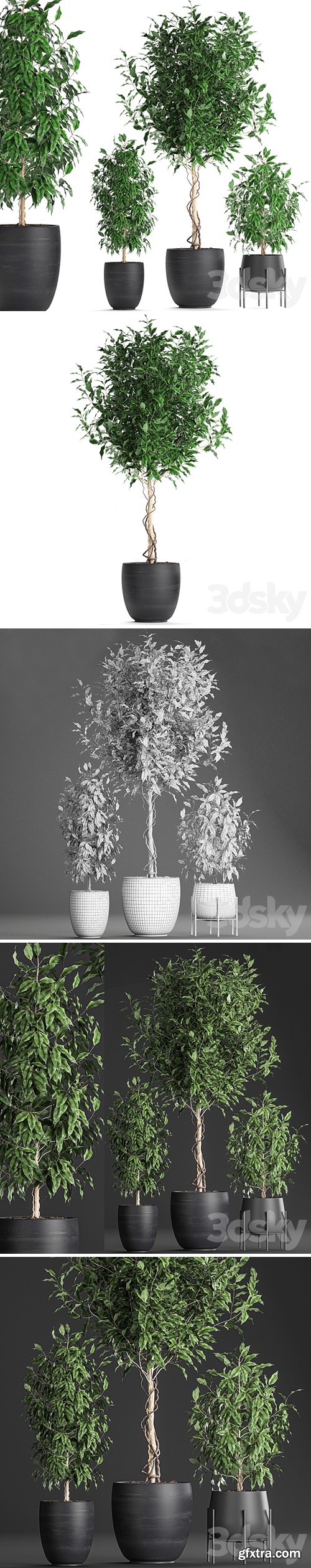 A collection of small beautiful trees in black pots with Ficus Benjamin. Set 553.