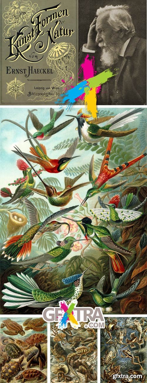 Art Forms of Nature - German Zoologist Ernst Haeckel