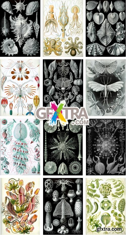 Art Forms of Nature - German Zoologist Ernst Haeckel