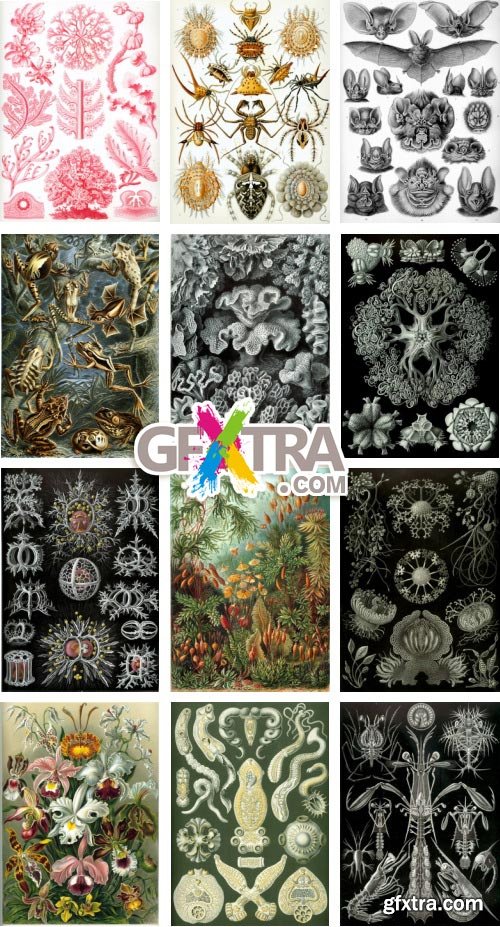 Art Forms of Nature - German Zoologist Ernst Haeckel