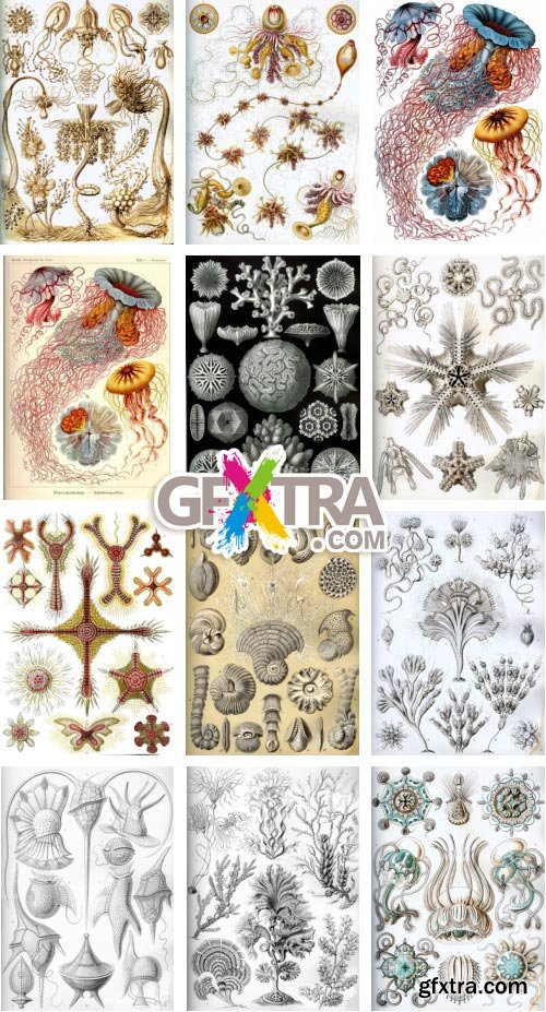 Art Forms of Nature - German Zoologist Ernst Haeckel