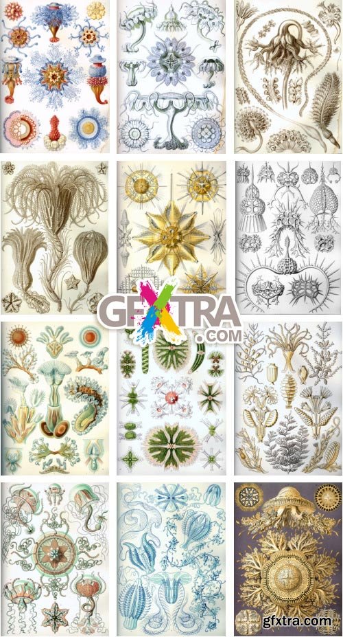 Art Forms of Nature - German Zoologist Ernst Haeckel