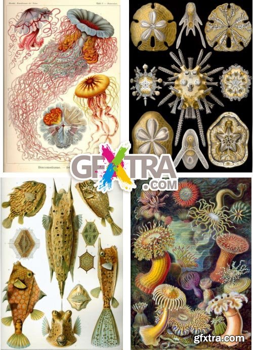 Art Forms of Nature - German Zoologist Ernst Haeckel