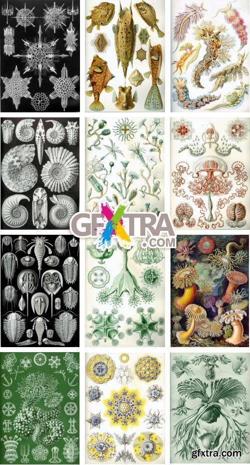 Art Forms of Nature - German Zoologist Ernst Haeckel