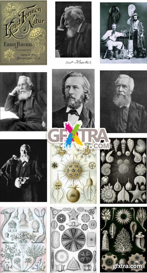 Art Forms of Nature - German Zoologist Ernst Haeckel