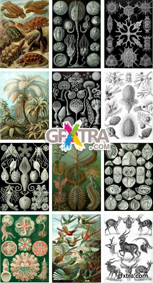 Art Forms of Nature - German Zoologist Ernst Haeckel