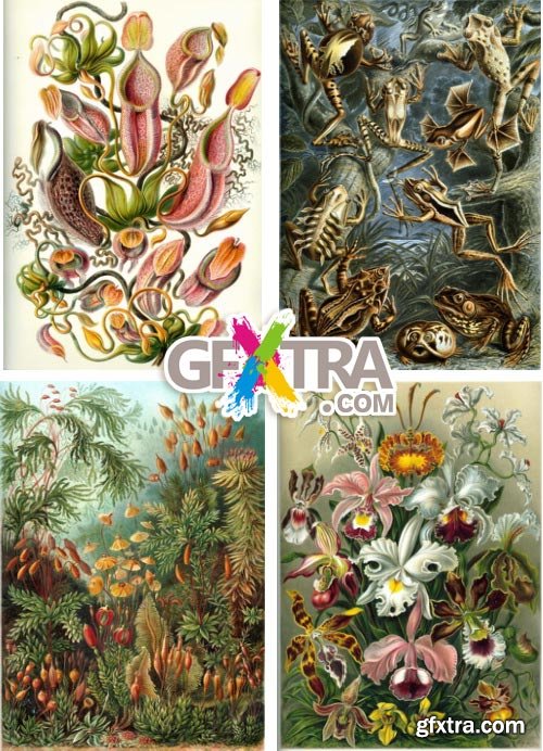 Art Forms of Nature - German Zoologist Ernst Haeckel