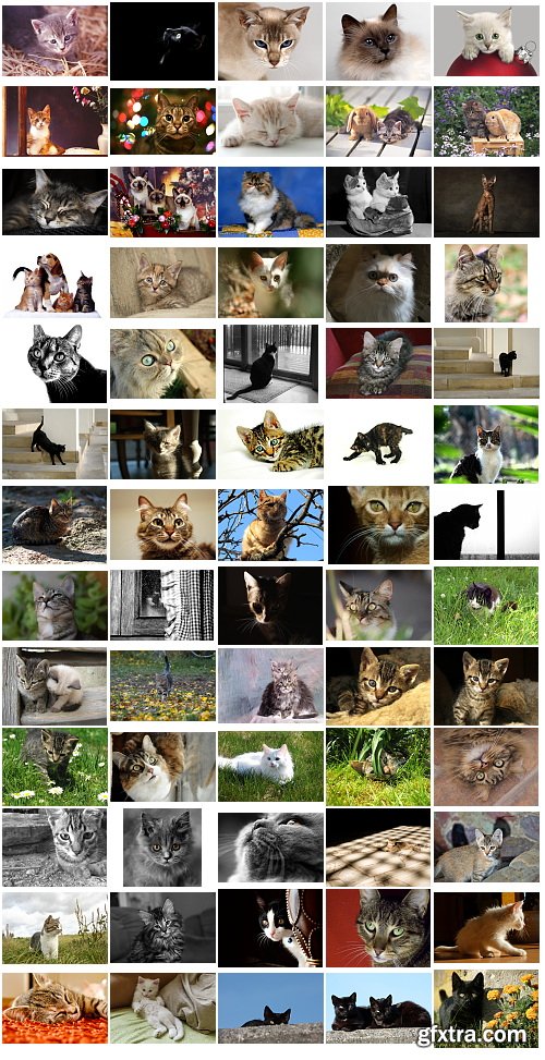 Cats, 1057 Stock Images