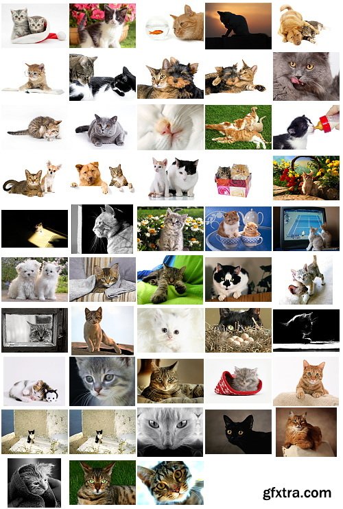 Cats, 1057 Stock Images