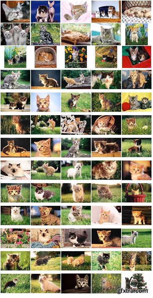 Cats, 1057 Stock Images