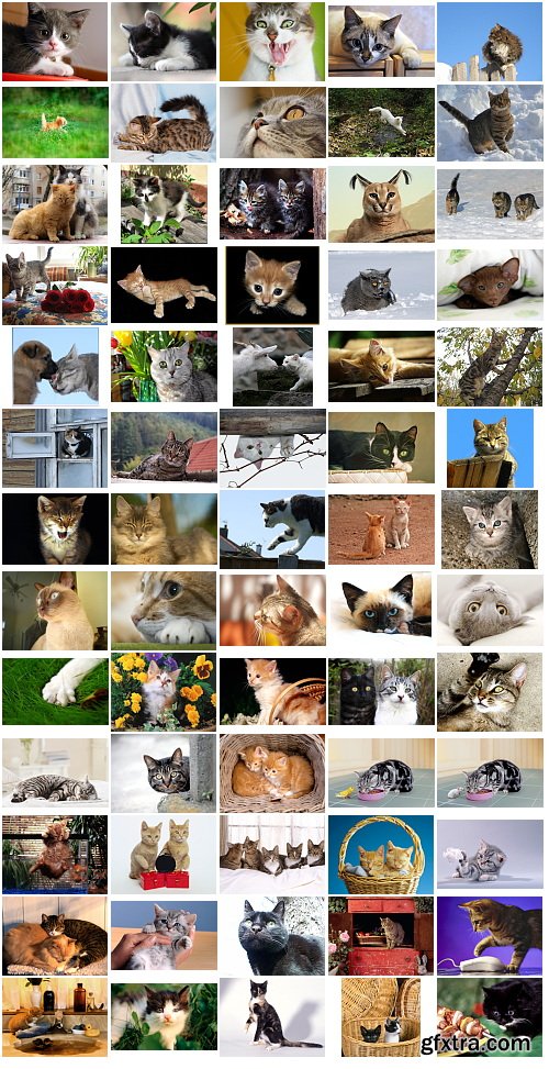 Cats, 1057 Stock Images