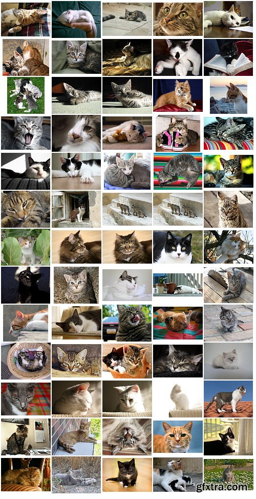 Cats, 1057 Stock Images