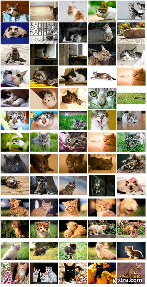 Cats, 1057 Stock Images