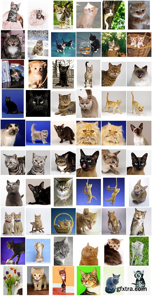 Cats, 1057 Stock Images