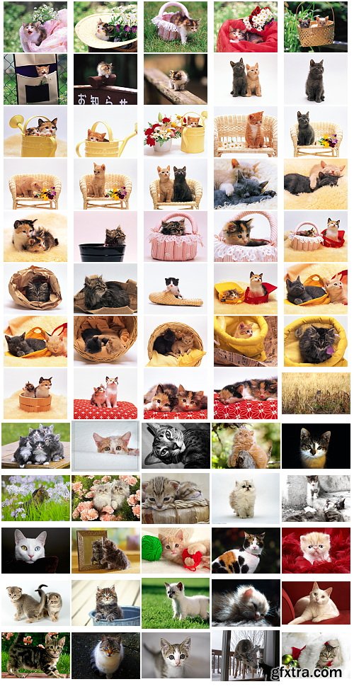 Cats, 1057 Stock Images