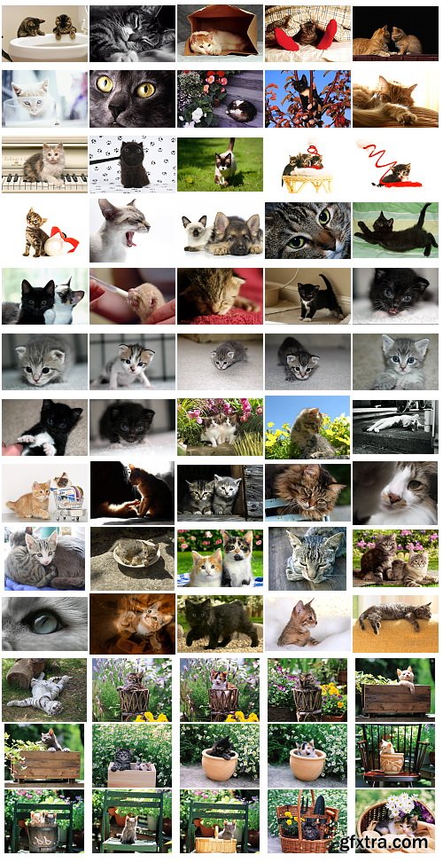 Cats, 1057 Stock Images