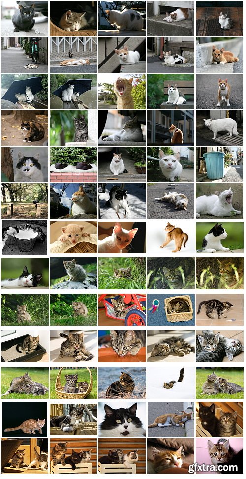 Cats, 1057 Stock Images