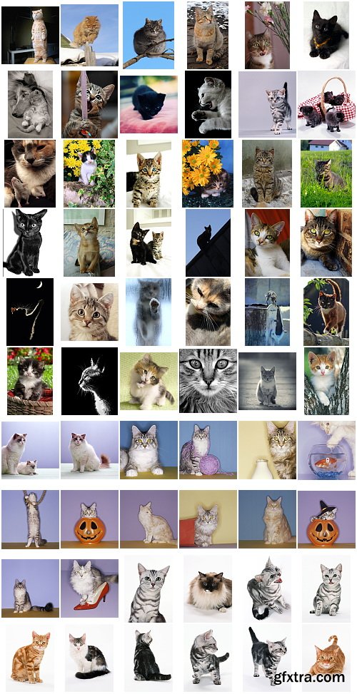 Cats, 1057 Stock Images