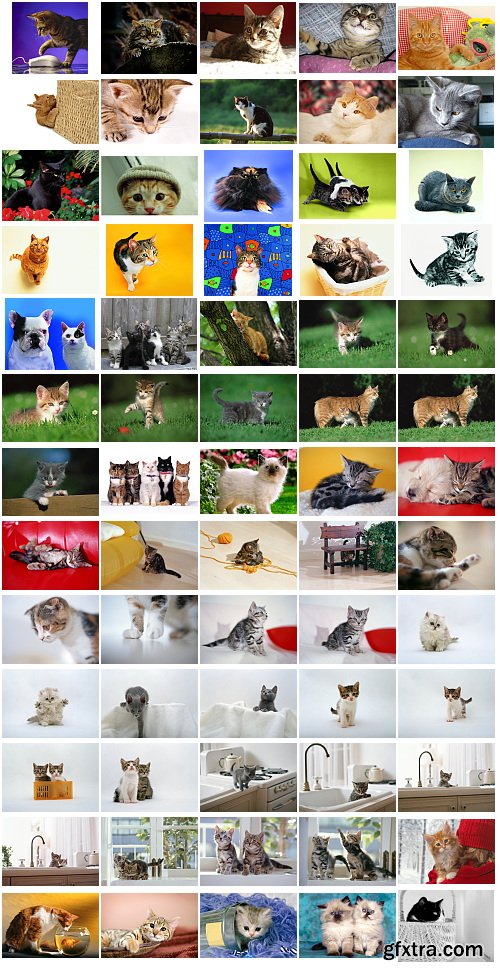 Cats, 1057 Stock Images