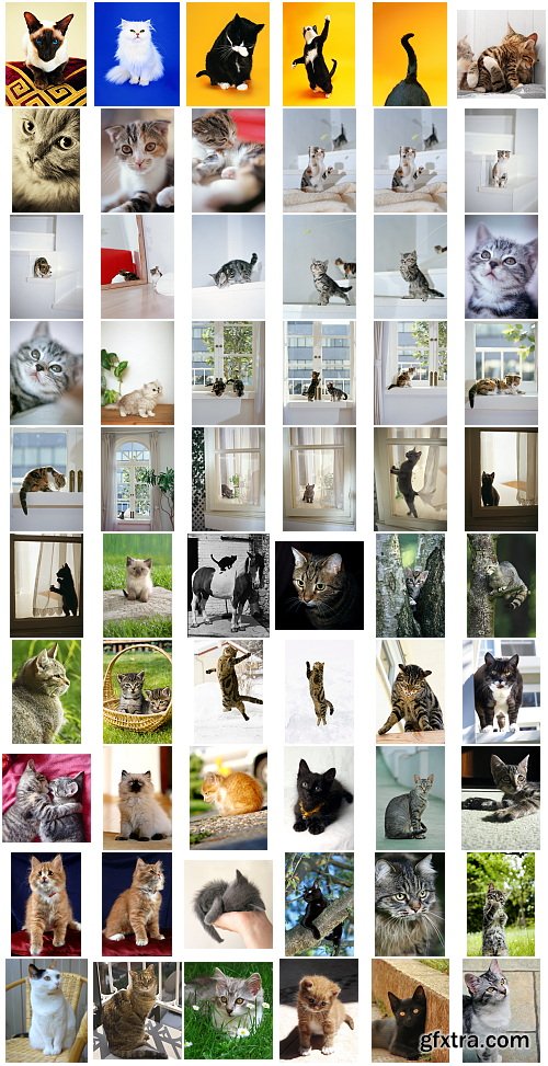 Cats, 1057 Stock Images