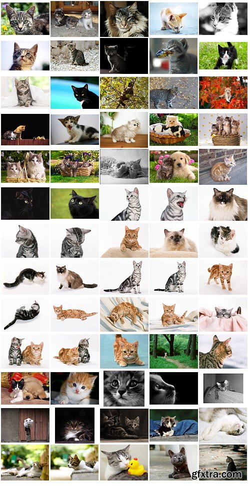 Cats, 1057 Stock Images