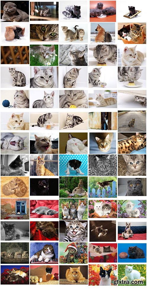 Cats, 1057 Stock Images