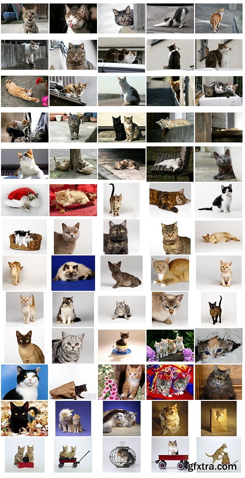 Cats, 1057 Stock Images