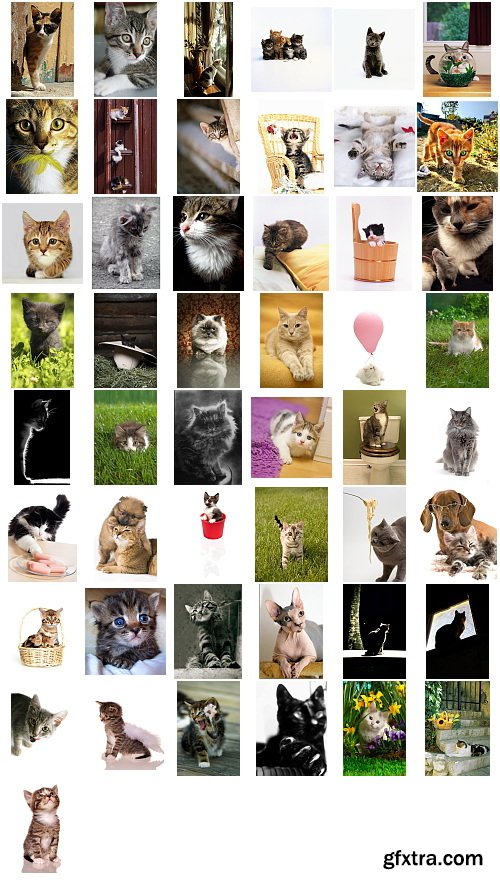 Cats, 1057 Stock Images