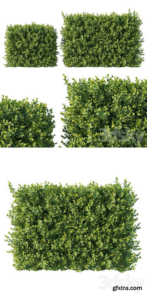 Boxwood 04