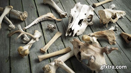 Quixel MegaScans - Animal Bones Collections