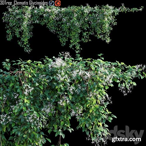 Creeper - Clematis Glycinoides 01