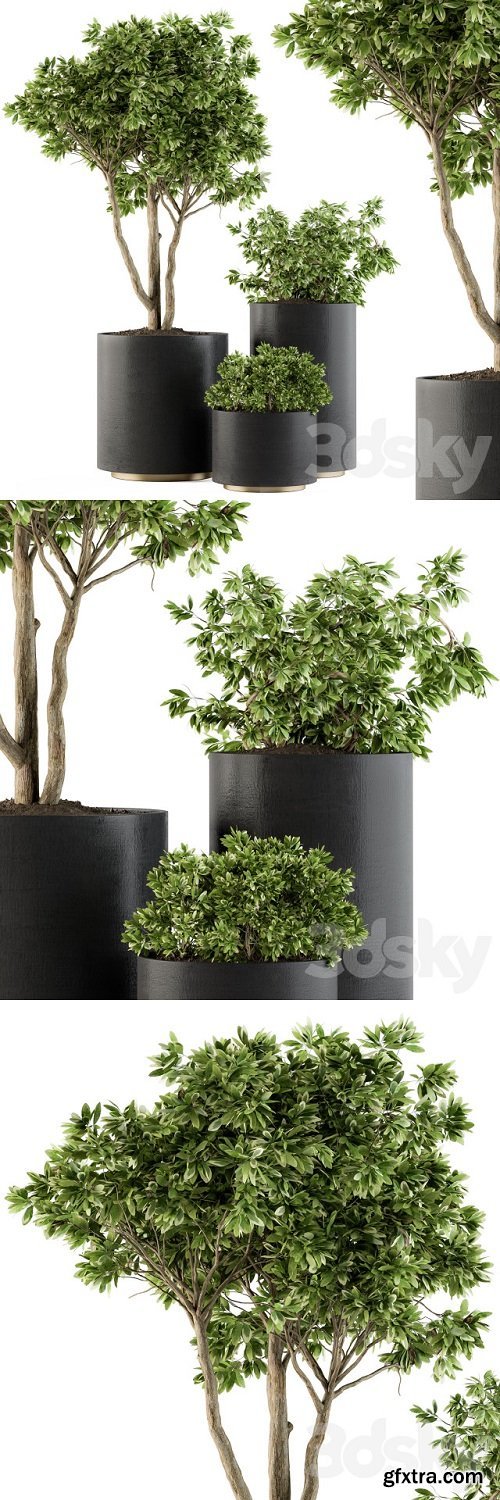 Outdoor Plants Tree in pot - Set 94