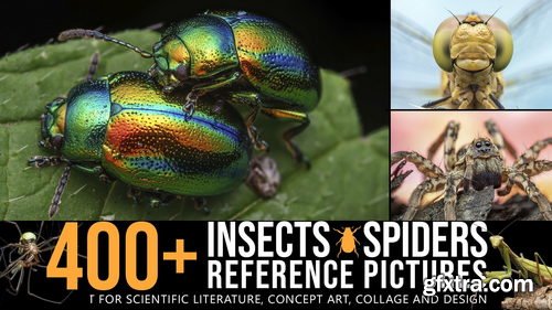 Artstation - 400+ Insects and Spiders Reference Pictures