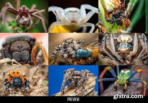 Artstation - 400+ Insects and Spiders Reference Pictures