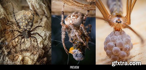 Artstation - 400+ Insects and Spiders Reference Pictures