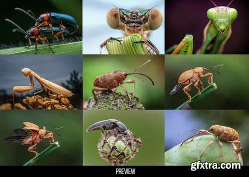 Artstation - 400+ Insects and Spiders Reference Pictures