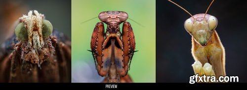 Artstation - 400+ Insects and Spiders Reference Pictures