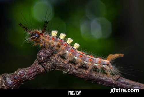 Artstation - 400+ Insects and Spiders Reference Pictures