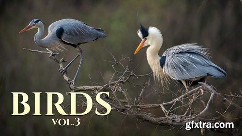 Artstation - Birds Vol.3 - Reference Photo Pack For Artists 469 JPEGs noAI