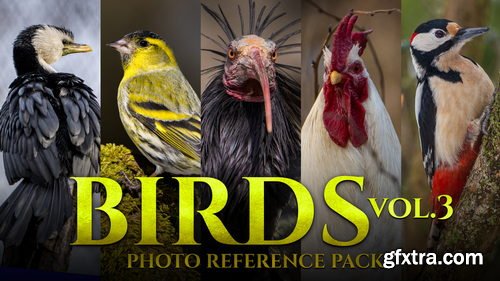 Artstation - Birds Vol.3 - Reference Photo Pack For Artists 469 JPEGs noAI