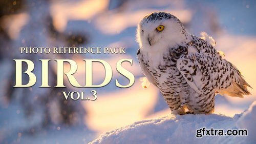 Artstation - Birds Vol.3 - Reference Photo Pack For Artists 469 JPEGs noAI